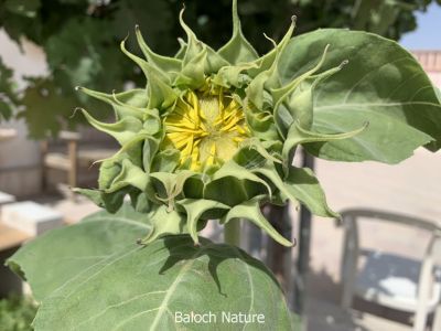 Sunflower
Roch Gowarchok
روچ گوارچُک
روچ گوارچُک یا روچ گردان بلوچستان ء جنگلا ْقدرتی رودیت اے چُونایا پُل ء شُمار کنگ بیت - بلوُچستان ء تنیگا الکاپی ء سرا نیادی نیست - بلے سندھ اّو پنجاپ ء روچگوارچُک الکاپی ء سرا کشار کنگا انت - مرچاں اشیے تُوم دانگاں پہ ناروشتی روگن جُوڑ کن انت - بلے اشیے توم ءَ مردم ورنت ءُ وھد گوازین انت ۔ روچ گوارچُک باز ڈولداریں پُل پر کنت روچ گوارچُک چمیشکا گوشنتے کہ پُل دیم مدام گوں روچ ءَ انت۔ 
