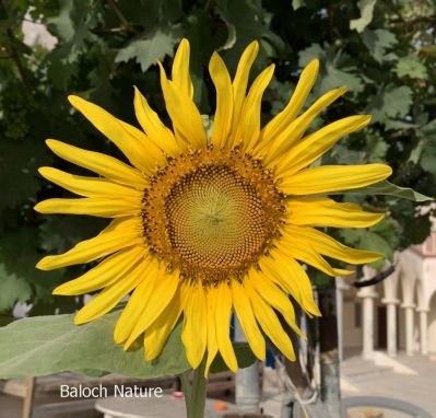 Sunflower
Roch Gowarchok
روچ گوارچُک
روچ گوارچُک یا روچ گردان بلوچستان ء جنگلا ْقدرتی رودیت اے چُونایا پُل ء شُمار کنگ بیت - بلوُچستان ء تنیگا الکاپی ء سرا نیادی نیست - بلے سندھ اّو پنجاپ ء روچگوارچُک الکاپی ء سرا کشار کنگا انت - مرچاں اشیے تُوم دانگاں پہ ناروشتی روگن جُوڑ کن انت - بلے اشیے توم ءَ مردم ورنت ءُ وھد گوازین انت ۔ روچ گوارچُک باز ڈولداریں پُل پر کنت روچ گوارچُک چمیشکا گوشنتے کہ پُل دیم مدام گوں روچ ءَ انت۔ 
