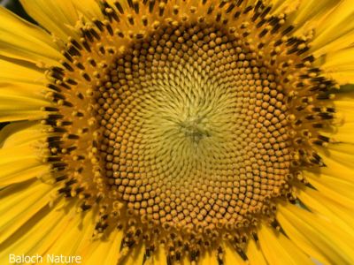 Sunflower
Roch Gowarchok
روچ گوارچُک
روچ گوارچُک یا روچ گردان بلوچستان ء جنگلا ْقدرتی رودیت اے چُونایا پُل ء شُمار کنگ بیت - بلوُچستان ء تنیگا الکاپی ء سرا نیادی نیست - بلے سندھ اّو پنجاپ ء روچگوارچُک الکاپی ء سرا کشار کنگا انت - مرچاں اشیے تُوم دانگاں پہ ناروشتی روگن جُوڑ کن انت - بلے اشیے توم ءَ مردم ورنت ءُ وھد گوازین انت ۔ روچ گوارچُک باز ڈولداریں پُل پر کنت روچ گوارچُک چمیشکا گوشنتے کہ پُل دیم مدام گوں روچ ءَ انت۔ 

