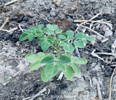 Moringa Oleifera
Sajna
سجنا
سجنا ھندے درچک ات بلے مرچاں بلوچستان ءَ دان دانگے گندگ بیت ۔ اے داسپیتیں پُل پر کنت کہ باز زیبا انت ۔ پُلاں چہ پد چو کہیرے وڑا شنگر بیت ، شنگراں چو سبزی وڑا کار مرز کن انت ۔ ڈال ءِ توک ءَ ہم مان کن انت کہ ڈال باز تامدار بنت ۔
اے سجنا ادا نوک رود انت ۔

