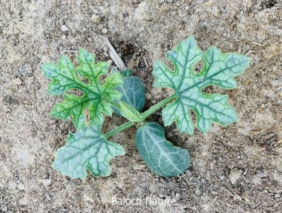 Ridge Gourd - Luffa
Tori
توری
توری یک سبزی زانگ بیت، بلے بلوچستان ء سبزی نہ انت - بلے مرچی باندا بلوچستان ء گیشتر مردم وتی باگاں کش انت ء- توری گیشتر پہ نارُشت کارمرز بیت - توری نارُشت باز تامدار انت - وھدے کہ توری پیر بیت گڈا پُونس بیت - پونس ء چہ مردم زورنت رزارن شودنت پر او جان ہم شودانت ۔ 
اے اکس ءِ تہا توری ءِ ول کسان انت -۔
