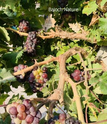 Grapes
Angoor
انگور
بلوچستان ءَ انگورے درچک کش انت ءُ ایشانی ثمراں بہا کن انت ۔ بلے انگورے کش اگ تنیگا نزان انت ۔ اے انگورے درچک انت من کشتگ ءُ من اشیا زمین ءِ سرا نہ واپینتگ بگندے من اشیا مک کتگ بزاں ہوشتارینتگ ۔ انگورے درچکان اگاں تو چو ول ءِ وڑا واپین ءِ تاں اے شر بر پر نہ کن انت ۔ اشاں تو چو ایدگہ درچکانی وڑا مک بکن بزاں ہامودے وڑا تچک ءُ شش چہ دہ فُٹ بہ گڈ ات تنکہ ہما جاہ شاہ لمب بہ بیت ۔ دگہ آئی کنٹ بزاں ماتیں دار ءَ ہچ وڑیں جمل جنگ مئییل ات ۔ اے وھدے کہ برز بیت ءُ شاہ ءُ جمل یک ءُ دو فُٹ اندرا بہ بنت ۔ پنچ چہ دہ شاہ ءَ گیشتر مہ بنت ۔ وھدیکہ انگور شاہ ءُ لمب بیت ہمک سال فروری ءِ گڈسرا ااشیے شاہ بہ چن بزاں شاھاں گوڈ ۔ بلے نوکیں شاہ جنت نوکیں شاھانی ہمرائیا آ بور ءُ بر بزاں سمر پر کنت ۔

