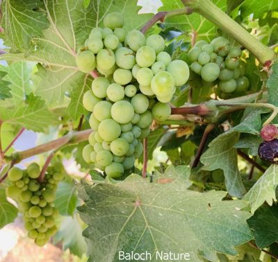Grapes
Angoor
انگور
بلوچستان ءَ انگورے درچک کش انت ءُ ایشانی ثمراں بہا کن انت ۔ بلے انگورے کش اگ تنیگا نزان انت ۔ اے انگورے درچک انت من کشتگ ءُ من اشیا زمین ءِ سرا نہ واپینتگ بگندے من اشیا مک کتگ بزاں ہوشتارینتگ ۔ انگورے درچکان اگاں تو چو ول ءِ وڑا واپین ءِ تاں اے شر بر پر نہ کن انت ۔ اشاں تو چو ایدگہ درچکانی وڑا مک بکن بزاں ہامودے وڑا تچک ءُ شش چہ دہ فُٹ بہ گڈ ات تنکہ ہما جاہ شاہ لمب بہ بیت ۔ دگہ آئی کنٹ بزاں ماتیں دار ءَ ہچ وڑیں جمل جنگ مئییل ات ۔ اے وھدے کہ برز بیت ءُ شاہ ءُ جمل یک ءُ دو فُٹ اندرا بہ بنت ۔ پنچ چہ دہ شاہ ءَ گیشتر مہ بنت ۔ وھدیکہ انگور شاہ ءُ لمب بیت ہمک سال فروری ءِ گڈسرا ااشیے شاہ بہ چن بزاں شاھاں گوڈ ۔ بلے نوکیں شاہ جنت نوکیں شاھانی ہمرائیا آ بور ءُ بر بزاں سمر پر کنت ۔

