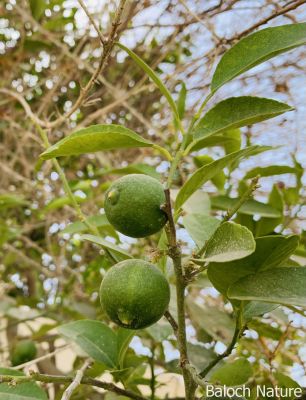 Lime
Limbo
لیمبو
لیمبو بلوچانی کوھنیں نیبگ انت - او چہ زمانگ ء بلوچ لیمبوے کشاورزی کتگ - مرچی باندا لیمبو پہ بے و شر ے واستہ کش انت - او بلوچستان ء لیمبوے یک نیادی ء تراہمک وھدا لیمبو دست کپیت -۔
