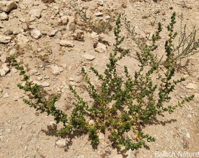 Suaeda aegyptiaca

Simsor
سمسور
سمسور کسانین بوُٹگ ء کہ گیشتر ماں سُوراگیں جاہاں رودیت - اشیے تاک نلُک انت چہ آپا پُر انت - وھدے کہ کسان بیت گُڈا مردم اشیا چوُ سلادے پیما ورنت ء - کمّے سُور تام انت بلے وراگ ء وش انت

