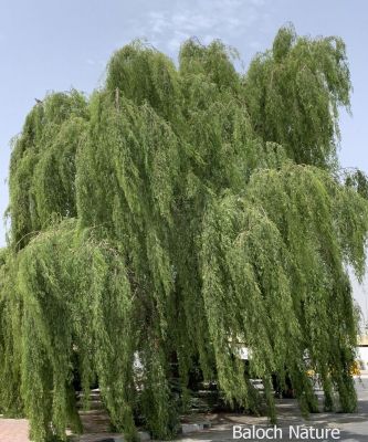 prosopis cineraria
Kahoor lamb ant
کہیر لمب انت
وھدے کہور منج بیت- گُڈا چارگ کرزیت - باز ڈولدار اوبیت گیشتر شاہ و لمب ء لُوجان بنت - کہور ء گیشتر اُشتر چریت بلے سیاہ پس ہم کہورے ٹال و شنگراں وارت ۰ زمانگے مردوماں کہورے ھُشکیں شنگر وارتگ انت- بلے مرچاں کم ورانت ء - کہورے داراں لوگے سوُچگے زلورتاں پُورہ کن انت - لُوگے و کاپرے واستہ مناگ، تیر، لاپدار، چُکّو جوڑ کن انت - ڈنگراں چہ پل بندنت - بزاں کہورے ہچ چیز چگل نہ دینت
