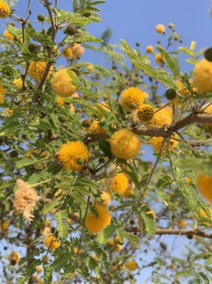 Acacia gum tree
Chigird
چگرد بلوچستان ء جنگلے یک بہرے - بلوچستان ء ہور ء کم بوّگے سوب ء درچک کم انت بلے بلوچستانے ڈل دیماں چگرد مزنیں پیمیا مُوجود انت -بہارگاہے درگتاچگرد پُل بیت ، زردین گردیں پُل وشین و سارتیں بُہے کنت- ڈومبو یا پلپلازو چگردے پُلے آشک انت - چمیشکا چوریگ ڈومبوانی گراگا چگردانی کش و گواراں گرداں ۔ ادا چگرد پُل انت ۔
