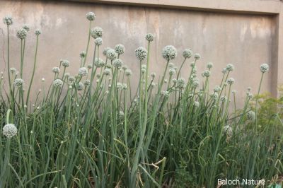 Onion

پیماز
pimaz
پیماز ءِ تاریخ ساپ ءُ سلّہ نہ انت چیزے تاریخدان گوشنت کہ پیماز پنچ ہزار سال چہ پیش مسیح کشگ بوتگ بلے لہتیں گوشنت کہ دو ہزار سال پیش چہ مسیح مصر ءَ کشگ بوتگ ۔ پیماز دھل زانگ بیت کہ اشیا تاں تانسریں سال کار مرز کن انت ۔ پیماز ءَ بلوچستان باز کشت ءُ کشار کن انت ، بلوچ پیماز ءَ وتی نارُشتانی ،سلاد، ءُ دوا داروا ہم کارمرز کن انت ، پیماز ءِ تل کنگ ءَ انچیں بوہ ءِ درکیت کہ چمّان چہ ارس جہلاد بنت ، پیماز باز نازورک انت ۔سرد ءُ گرم ءَ چہ رکّینگی انت گیشین گرم گہین ات ءُ گیشیں سرد رودین ات۔چمیشا پیماز ہر جاوراں چہ موسُم ءِ رکّینگی انت

