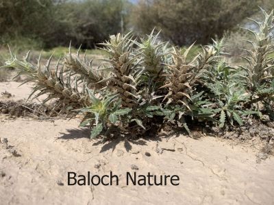 ٰBLEPHARIS CILIARIS
Sag e dantan
سگ دنتان 
اے کسانین بُُوٹگ ء کہ گیشتر ماں ڈل پادیں ہند و دماگاں رودیت - اشیے دانگاں پا دوا و تہلگ کارمرز کن انت - بلوچستان گیشتر ہند و دماگاں سگ دنتان دست کپیت

