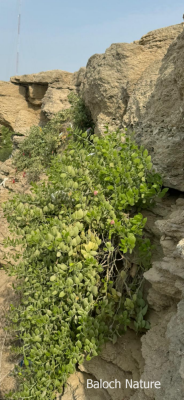 Capparis spinosa
Karago
کراگو کسانیں درچکے بلے چُو ولّ ء وڈا زمین ء سرا پراہ روت - اے زمستان ء درگت ء ماں ڈگارواں اُو سرکگ ڈنّاں رُودیت - بلے تانسریں گرماگ ء سبزاچک بیت - اسپیتیں پُل ء پر کنت اُو کسانیں دانگ پر کنت اشیا دلوت نہ ورانت پرچا کہ زھریں تام کنت -
