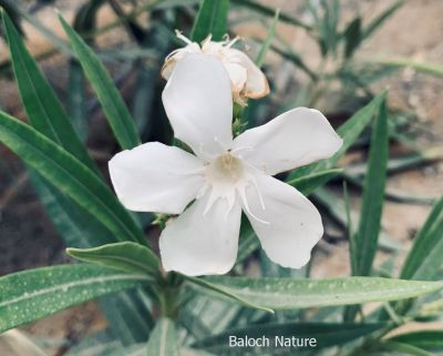 Nerium Oleander
Jor
جور

جُور یک ڈولداریں پُل ء - بلوچستان ء گیشتریں کُوہ اُو دمگاں رُودیت - جور ہم ء وڑا ڈولدار انت ، ہمے وڑا کُچّلا زھر انت - دلوت جورے تاکاں بوہ چن انت بلے تاکاں نہ چرانت -۔

