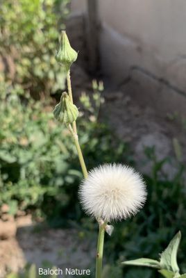 Sonchus oleraceus

کلمُو 
Kalamo

کلمُو نومبر تاں اپریل ء درگت ء رودیت - دو چہ سے فٹ ء کساس ء برز بیت - ذردیں ڈولداریں پُل پر کنت - تاک دراج و کمء پتن و زبر انت - تاکے برّگ پروشگ ء وھدا اسپیتیں شیرگ درکنت - اشیا ھندی ء دودھنی گوشنت - وھد ء کسان و نازرک بیت کاہکانی توک ء کن انت و گرادنت - اشیے کُنٹ بارگ و تہ ء چو کلم ء وڈا پچ انت چمیشکا کلمو ء گوشنت ادا کلمو رون انت بزاں دانگ انت ۔ بلے ہنے دانگ یک یک ءَ بال کن انت اے وھدءَ کلوے پُل کہ زرد بوتگ نوں ہنے پُل ء وڈا انت بلے اسپیت انت۔ کسانیں بارگیں آبریشم وڑیں پژم ءِ پر کہ اشیے دانگ ءَ بال کنگ ءَکُمک کن انت۔
