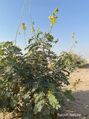 Senna italica

کسپنڈ
Kaspend

کسپنڈ یک کسانیں بوٹگ ء گرماگی روچاں سر سبز شاداب بیت - ادا کسپنڈ کوسرک انت - کسپنڈے پُل زرد انت او ڈولدار انت - چونایا کسپنڈ ء پہ درمان کار مرز کن انت - انچو کسپنڈ درمان ات ہمے وڈا ڈولداریں پُل ات - کسپنڈ گیشتر ھُشکاوگیں ڈگاران یا ڈگارواں ءُ کوہاں رودیت -۔
