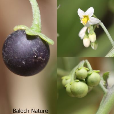Solanum nigrum
Lillan balok
لیلاں بلوک ادا بر انت
لیلاں بلوک بہار کاہے - بلوچستان ء دو نمونگیں لیلاں بلوک رودیت یکے زردیں دانگ پر کنت او دومی سیاہیں دانگ پر کنت - اے سیہ دانگ انت - لیلان بلوکے دانگ شرکن انت اشیا مردم ورنت او مُرگ ہم ورنت
ادا ترا لیلاں بلُک ءِ پُل کٹیکیں بر ءُ پُہتہیں بر گندگ بنت ۔ 
