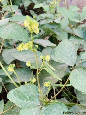 Mung bean. Vigna radiata

Mash
ماش بلوچستان ءِ کوھنیں دھلاں چہ یکے ۔ بلے بلوچستان ءِ تاریخ ءَ ماش ءِ باروا ھاسیں مالومات نیست ۔ چونایا ماش چہ منگولیا چہ ھند ءِ ھند ءُ دمگاں سر بوتگ ۔ ھڈپّہ دور ءِ درگت ءَ پنجاب ءُ ھریانہ ءَ چار ہراز پنچ سد سال ساری ماش کشار کنگ بوتگ ۔
ماش ءَ بلوچستان ءَ نارُشت کن انت ، بلے برنج ءَ اُور گرادنت ءِ بزاں بٹ ءُ ماش بلوچستان ءِ نامداریں وراکاں چہ یکے ، بلے مرچاں چہ ماش ءَ ھلوا جوڑ کن انت ۔

