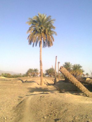 Date Palm Tree
Machch
مچ
مچ انچو کشتگ کہ زانگ بیت کہ اے یک کلمیر ءِ سرا کشت بوتگ ۔ اے مچ ءِ باروا چے زانے؟

