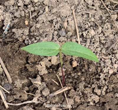 Mung bean. Vigna radiata

Mash
ماش بلوچستان ءِ کوھنیں دھلاں چہ یکے ۔ بلے بلوچستان ءِ تاریخ ءَ ماش ءِ باروا ھاسیں مالومات نیست ۔ چونایا ماش چہ منگولیا چہ ھند ءِ ھند ءُ دمگاں سر بوتگ ۔ ھڈپّہ دور ءِ درگت ءَ پنجاب ءُ ھریانہ ءَ چار ہراز پنچ سد سال ساری ماش کشار کنگ بوتگ ۔
ماش ءَ بلوچستان ءَ نارُشت کن انت ، بلے برنج ءَ اُور گرادنت ءِ بزاں بٹ ءُ ماش بلوچستان ءِ نامداریں وراکاں چہ یکے ، بلے مرچاں چہ ماش ءَ ھلوا جوڑ کن انت ۔
Keywords: Mung bean