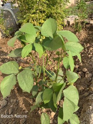 Mung bean. Vigna radiata

Mash
ماش بلوچستان ءِ کوھنیں دھلاں چہ یکے ۔ بلے بلوچستان ءِ تاریخ ءَ ماش ءِ باروا ھاسیں مالومات نیست ۔ چونایا ماش چہ منگولیا چہ ھند ءِ ھند ءُ دمگاں سر بوتگ ۔ ھڈپّہ دور ءِ درگت ءَ پنجاب ءُ ھریانہ ءَ چار ہراز پنچ سد سال ساری ماش کشار کنگ بوتگ ۔
ماش ءَ بلوچستان ءَ نارُشت کن انت ، بلے برنج ءَ اُور گرادنت ءِ بزاں بٹ ءُ ماش بلوچستان ءِ نامداریں وراکاں چہ یکے ، بلے مرچاں چہ ماش ءَ ھلوا جوڑ کن انت ۔
