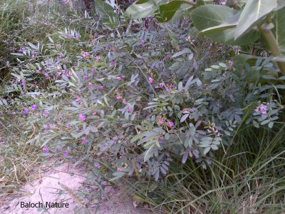 Tephrosia apollinea

Matkenok
ماتکینُک
ماتکینُک کسانیں درچکے کو گیشتر ڈلدیمیں او ریکپادیں ھند و دماگاں رودیت - ماتکینُک گلابییں پُل ء پر کنت کہ باز ڈولدار بیت - کوسرک پر کنت کہ دان ء توک ء بنت -


