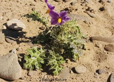 Carthamus oxyacantha
مزارکاہ
Mazarkah

مزارکاہ کسانیں کاہ ءِ کہ بہاگاہ ءِ وھد ءَ پیداک بیت ۔ اے زردیں ءُ گلابییں پُل پر کنت ۔ اے گیشتر پٹ ءُ میداناں رُدیت ۔ اے چو سگ دنتان ءِ وڑیں کاہ ءِ اشیے کسانیں دانگاں پہ تہلگ کار مرز کن انت ۔ اے گیشتر افریکہ بگر تاں ھند ءَ اے ہُشکاوگیں جاہاں رودیت ۔ 
اکس منت وار واجہ سدھیر
