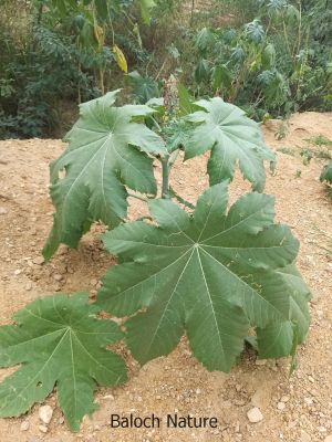 Castor oil plant

مُرپد
Morpad
مرپد یک برزین درچکے - کہ ایشیے تاک ہ بر بزاں دانگاپی دوا کارمرز کن انت - جلاب چہ مرپد ء پیداک بیت - کہ گوانڈوانی لاپ ریچگا کارمرز کن انت - مُرپد دو لبزانی اواری انت بزان مُرگ پد بلے نا اشیے تاک مُرگے پدے ڈولا انت نا کہ دانگ بلے چہ پیم اے نام داتگ یک زبان زانت ء بزانت

