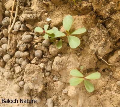 Purslane
Parpok

پرپُک
پرپک کسانیں وت رودیں کاہے کہ گیشتر ماں کشارانی تہا رودیت - پرپُک نرم نرمیں گردیں تاک پر کنت ناسییں کُنٹاں تاک باز ڈولدار انت - کسانیں ذردیں پُل پر کنت - دگہ جاہ ء پرپُکے پہ کاروباری ہاترا کش انت - اشیا سلاد کن انت او ناروشت ہم جوڈ کن انت - البت پرپُکا بلوچستان تنیگا نیادیے لوٹ نیست - بلے پرپکا چن انت او وتی دلوتاں دیینت - او کم مردم اشیا ور انت -۔


