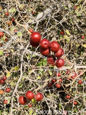 Ziziphus, Berry

Pensin konar
پنس کنر ءِ یک زات ءِ کہ گیشتر کوہ ءُ ڈرّان رود ایت۔ اے باز کنتگی بیت ءُ سرا سِر کپگ نہ بیت ۔ اے مدام بُنژءَ بُنژ انت ۔ اے گیشتر اکتوبر تاں جنوری بر کنت اشیے دانگ کسان انت بلے وشیں بوہ کن انت ءُ شیرکن انت ، ءُ گڈگ ہم مزن انت ۔ وھدے زمانگ ءُ مردمان پنسیں کنر چُپتگ ءُ دوگیں شیر مان کتگ انت کہ ایشانی تام باز وش بوتگ انت ، بلوچستان ءَ مرچی ہم باز انت 

