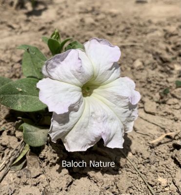 Petunia

Batonia
بتونیا
بتونیا بُن اسلا چہ زرباری امریکہ ء پُل ء بلے مرچی باندا پورئیں دگنیا بتونیا کش انت - باز رنگے پُل پر کنت - چونایا چہ سیادی گوں تمباک ء کنت - او فرنسی زبان پیٹون تمباک ء گوش انت - باز ڈولداریں پُل ء کمّک وھدے درگتا پُل آرگ بندات کنت -۔
