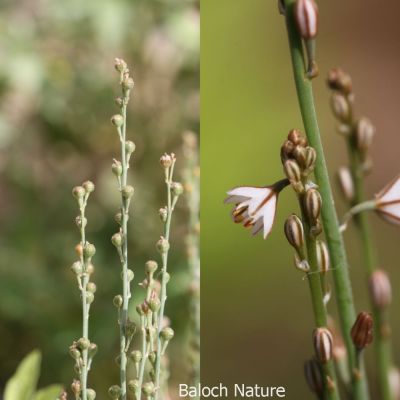 Onionweed (Asphodelus fistulosus)

پیملوُ
Pimalo
پیملوُ پیمازے وڑیں بلے بارگ تریں تاک پر کنت - بہارگاہ ء دریچا کشارانی تہا، میدان او جنگل ء رودیت - وھدے کسان بیت اشیا دلوت چرنت او مردُم کاہُک جوُڈ کن انت - مزن بیت گدا ہمُک بُن دہ تاں بیست کیرینگ پرکنت کسانیں اسپیتین او سُہریں لکیریں پُل ء پر کنت کہ باز ڈولدار بیت - مارچ ءُ اپریل ء زرد ترّاں بیت گُڈا دانگے ھُشک بیت تُوم ء رچنت تو اے درگتا درُچک، شاتُل اوُ کپوت دانانی چناگ او ورگ ء پیملوانی توک ء رم رما نندانت او بلوچ شکار کن انت- انچو مالوم بیت کہ پیملو شکارجاہ جوڑ بیت


