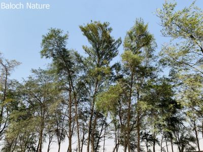 Pine
Sonobar
سنوبر درچکانی یک کُٹم ءِ نام انت اے کٹم توک ءَ 115 درچک انت ۔،اے بلوچستان گوریچانی کوھانی توک است انت ۔ چلغوزہ بزاں نیزہ چہ صنوبر درچکانی پر انت ۔
