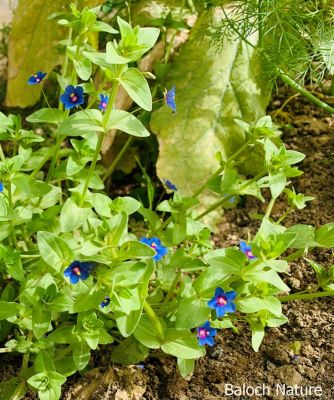 Anagallis Arvensis
Pollako
پُلکو
پلکو یک کسانیں وترودیں کاہے کہ کشارانی تہا رود ات اے بلوچستان ءَ دو رنگے پُل پر کن انت بزاں سبز ءُ سُہر ۔ بلے اے باز ڈولدار انت 
