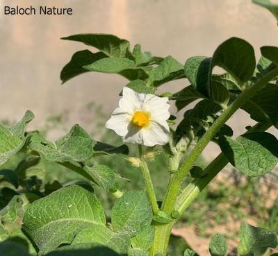 Potato flower

Batatok
بٹاٹہ یا بٹاٹوک چونایا لاتینی امریکہ ءِ سبزی ءِ ۔ مرچاں اشیا بلوچستان ءِ روچدراتکی ھند ءُ دمگاں کشاورز کن انت ۔ اے کسانیں کاہ ءِ روتگاں چہ گردیں دانگ پر کنت ۔ اشیے دانگ زمین ءَ کل انت ۔ مرچاں بلوچانی نارُشت بے بٹاٹک ءَ بے جلوہ انت ، بزاں بلوچستان ءَ بٹاٹُوک باز کارمرز کن انت ۔

