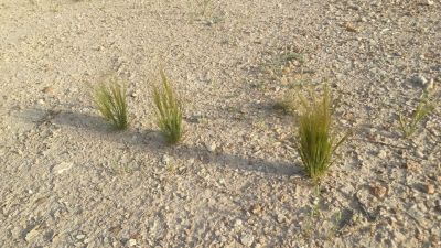 Stipa capensis
Robah Domb
روباہ دُمب 
اے یک بھارکاہے ریکپادیں ہند و دمگاں رودیت - کساس دو فٹ ء برز بیت
دراجیں ھوش ء پر کنت و حوش ء ریشگ پر بیت
ھوش ء چو روباہ ء دمب ء وڈا انت - چمیشکا روباہ دمب ء گوشنت
