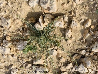 Haplophyllum (Haplophyllum tuberculatum)

Sadaap
سداپ

سداپ کسانیں بُوٹگ ء ماں ڈگارواں آپانی ملّتگیں سرکگ ڈنّاں رودیت - سداپ زردیں پُل ء پر کنت کہ باز ڈولدارنت - سداپ ء تاک و بوُچاں پہ درمان جوڈ کن انت - کسانیں زھگ ء دلبند یا سینگ کرّ کرّ بہ کنت گڈا سداپے بُچّاں لہڑ دیینت اُو آپاں تنگین انت
