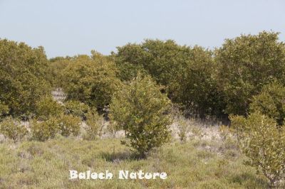 Mangrove
Temir
تمر یک تیاب دپی درچکے ، کہ گیشتر ماں سوریں دریا ئے رودیت کہ اُودا آپ تلگ بہ بیت ڈل وُ ڈوُک مہ بیت بلکن لچ وُمین بہ بیت - تمر جنگل گیشتر آپ ء انت چمیشکا ماھیگ گیشتر تمر ے روُتگ، ہُنڈالانی کش وُگواراں ھیک دیینت - بُرزا دریاہی مُرگ چُک وُبر کن انت، دُگنیا ئے توکا درچک بازیں بلے تمر چاگرد بزاں ماحولیات باروا شرتریں درچک زانگ بیت - سُومیانی ء تمرانی ٹوہیں جنگلے آباد ے - مکرانے تیابدپاں باز جاہاں تمرے جنگل آباد انت - مارچ وُ اپریل ء تمر بُر بیت - بُرّے درگتا وشّیں بوہ کنت

Keywords: Mangrove 