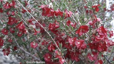 Pteropyrum scoparium
کاروان کُش اُو تُسو
Karwan kosh. Tosso

تسّو کسانیں درچکے کہ کنٹگے پرنیست اشیے ۃورتیں تاکاں چوپنت او کسانیں چوکاں دئینت اگاں لاپ ء وش مہ بیت - سُہریں پُل پر کنت - اشیے دار سہچکے کارا کئیت - او تاکاں پس ورانت -۔

