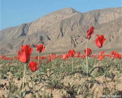 Tulip
گواڈگ
Gwadag
گواڈگ بلوچستان گوریچانی  ھند ُ دمگاں زمستان رودیت ۔ اے دگنیائے ڈولدار تریں پُل  انت اشیے باز رنگ انت ۔اے پُل دگنیا ء گیشتر بہا بوکیں پُل انت بلے بلوچستان تنیگا اے پُل ء کاروبار کت نہ کنت ۔ ہمے زانگ بیت کہ گواڈگ بلوچستان یک جنگلی پُل ء ۔ 
