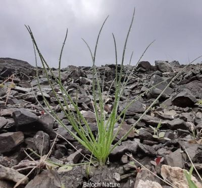 Onionweed (Asphodelus fistulosus)

پیملوُ
Pimalo
پیملوُ پیمازے وڑیں بلے بارگ تریں تاک پر کنت - بہارگاہ ء دریچا کشارانی تہا، میدان او جنگل ء رودیت - وھدے کسان بیت اشیا دلوت چرنت او مردُم کاہُک جوُڈ کن انت - مزن بیت گدا ہمُک بُن دہ تاں بیست کیرینگ پرکنت کسانیں اسپیتین او سُہریں لکیریں پُل ء پر کنت کہ باز ڈولدار بیت - اپریل ء زرد ترّاں بیت گُڈا دانگے ھُشک بیت تُوم ء رچنت تو اے درگتا درُچک، شاتُل اوُ کپوت دانانی چناگ او ورگ ء پیملوانی توک ء رم رما نندانت او بلوچ شکار کن انت- انچو مالوم بیت کہ پیملو شکارجاہ جوڑ بیت
