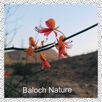 Capparis Decidua
Kalair
کلیر یک ٹوہیں درچکے - گیشتر ماں وڑ و گریشگاں رودیت - کلیر ڈولداریں پُل پر کنت - کلیر بر پرکنت برے ورانت و تامدارنت - منی ہیال ء اگاں ما کلیر ا میوہ بگوشاں رد نہ انت - پرچا کہ بلوچستانے جنگلی میوہ بزاں کوُنر، کنر، جگّر،کلیر و دگہ بازیں - کلیر دار ا لوگے منگ جوڑ کن انت کلیرے دارا زمین نہ وارت - کلیرے واستہ دو بتل نامدار انت
۱ لج نہ کنت کلیرا کہ بے تاکا بر کنت
۲ دار کلیر انت کہ منگہاں سے جاگہ پُروشیت
اُوے زیرّک بات کہ لیڑو ڈاچیگاں کوشیت
