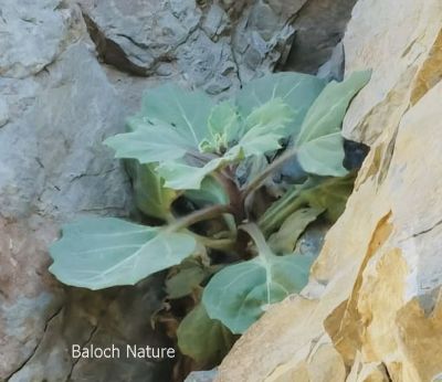 Hyoscyamus falezlez
کوہ بنگ
Koh Bang
اے پُل کہ جموں ءُ اسپیت رنگے ھوار ءَ انچو ڈولدار ءُ زیبا انت کہ بے درور انت ۔ اے بلوچستان ءِ سُرمگیں کوھانی زیبناکی ءُ جلوہ ناکیاں براہ دار کن انت ۔ اے پُل بلوچستان ءَ کوہ بنگ ءِ نام ءِ سرا زانگ بیت ، کوہ بنگ یک تہلگ ات بلے مرچاں پہ تُتار ءُ بے سما بوّگ ءِ واستہ کارمرز کن انت ءِ ۔ 
Pic by sudeer

