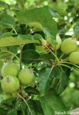 Wild apple
وہی سرُوپُک
Kohi Sropok
کوہی سروپُک سروپ ءِ کستریں زات انت ۔ کہ بلوچستاں سردیں ہند و دمگاں بزاں کوہستگاں پیداک بیت۔ اے باز وش انت

Keywords: Wild apple