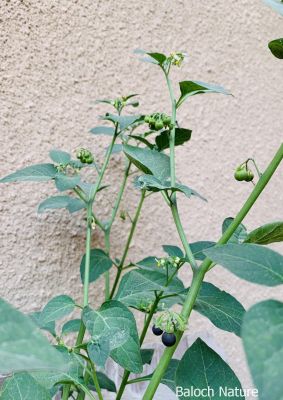 Solanum nigrum
Lilan Balok
لیلاں بلُک
لیلاں بلوک بہار کاہے - بلوچستان ء دو نمونگیں لیلاں بلوک رودیت یکے زردیں دانگ پر کنت او دومی سیاہیں دانگ پر کنت - اے سیہ دانگ انت - لیلان بلوکے دانگ شرکن انت اشیا مردم ورنت او مُرگ ہم ورنت

