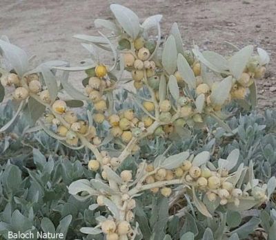 Withania coagulans

Panir Bad
پنیر باد
بنیرباد یک اسپیت چکیں کسانیں درچکے کہ گیشتر ماں کوہاں رودیت - کسانیں دانگ پر کنت - اے دانگاں دو سے زورنت او یک رودے ذگریں شیرانی تہا مان کن انت پنچ و دہ منٹے توکا شیر بدانت او پنیر بنت، چمیشکا اشیے نام پنیرباد انت بزان پنیراں بادینی - اے اکسے توکا آیے بر زاہر انت -'

Keywords: Withania coagulans