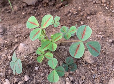 Sweet clover

شمش
Shimsh
بہار ے درگتا کشت و کشارانی توک ءَ رودیت - ورگ ءِ باز وش انت اشیے وتی تام ءِ استیں - مرچاں تربت ءَ سبری ءِ نیادی ءَ بہا ہم دست کپیت ۔ وھدے زمانگاں جنیناں ٹولی کتگ ءُ شمش ءِ چنگ ءَ شہر ءَ شتگ انت ۔
