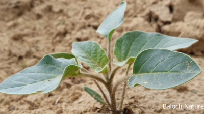 Datura

Dattorag
دتّورگ

دتورگ یک کسانیں بوٹگے کہ میدان جنگل اُو کوہاں رودیت - دتورگ زرد و اسپیتیں ڈولداریں دراجیں پُل پر کنت - دتورگ بر کنت کہ کُنٹآگ کنٹگ نمونگیں پُوستے تۃا دانگ ماں - چونئیا دتورگ دوا ء بلے مرچاں دتورگ دانگاں پہ نشہ کارمرز کن انت
