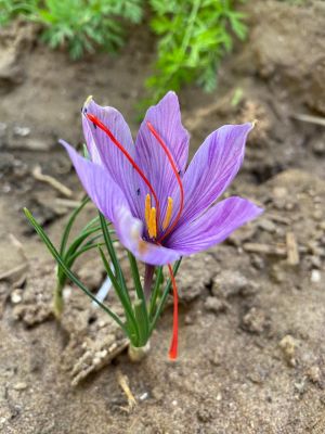 Saffron

Zafran
زعفران یک کسانین پیمازے ڈولیں کاہ ء کہ ڈولداریں ُپل پر کنت ۔ اشیے پُلانی توکے سُہریں ریشگاں سر چن انت ۔ زعفران پہ وشیں بوہ یا پہ دوا کار مرز بیت ۔ وراکیانی توک ءَ زعفران مان کن انت کہ ورگ باز وشیں بوہ ءُ تامدار بنت ۔ بلوچستان ءِ سرزمین پہ زعفران کشاورزی باز وش انت ۔ اے اکس بلوچستان ءِ کشتگیں زعفران انت ۔  ۔

