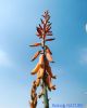 Filename=ALOVERA.JPG
Filesize=77KiB
Dimensions=1000x1250
Date added=Jan 21, 2023 ALOVERA.JPG