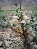 Filename=Astragalus.jpg
Filesize=161KiB
Dimensions=600x800
Date added=May 09, 2020 Astragalus.jpg