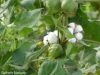 Filename=Cotton.jpg
Filesize=157KiB
Dimensions=1333x1000
Date added=Jan 09, 2023 Cotton.jpg
