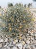 Filename=Kartosag.jpg
Filesize=337KiB
Dimensions=1000x1333
Date added=Jun 25, 2026 Kartosag.jpg